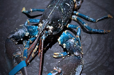 Hard shell seafood cutting